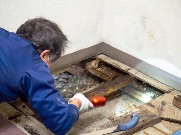 Best Mold Testing  in Naples, UT