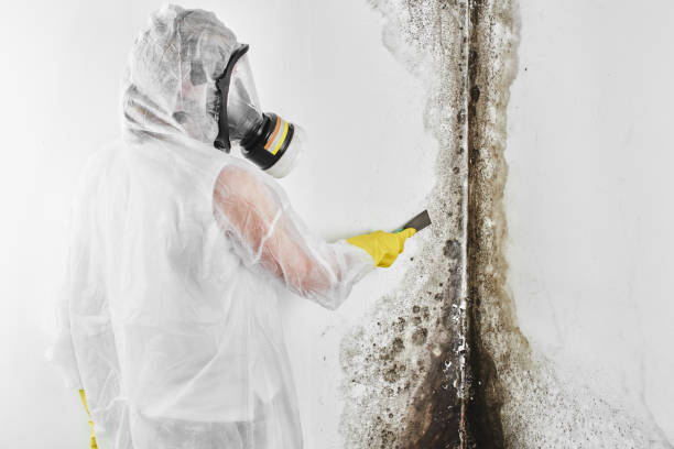 Best Mold Damage Repair  in Naples, UT
