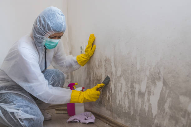 Best Commercial Mold Removal  in Naples, UT