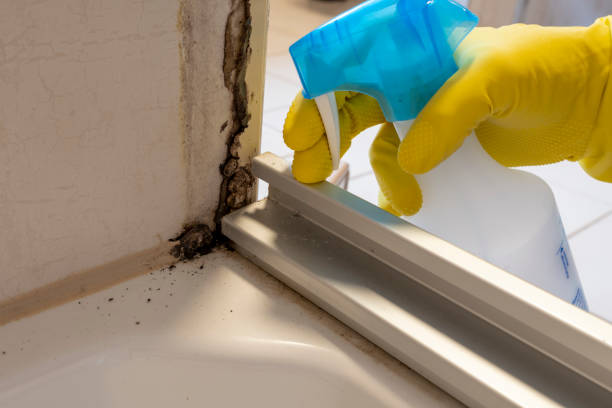Best Professional Mold Removal  in Naples, UT