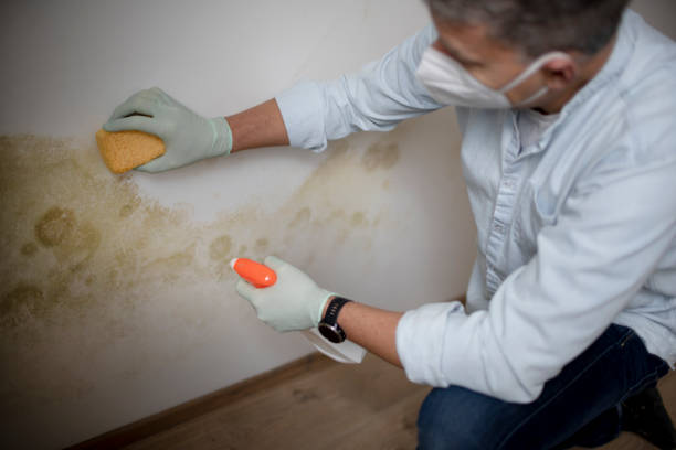 Best Emergency Mold Removal  in Naples, UT