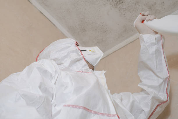 Best Mold Remediation  in Naples, UT