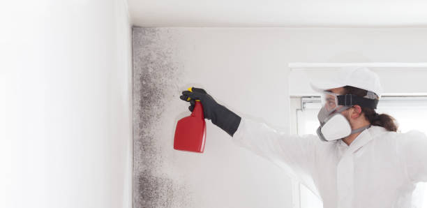 Best Mold Removal Near Me  in Naples, UT