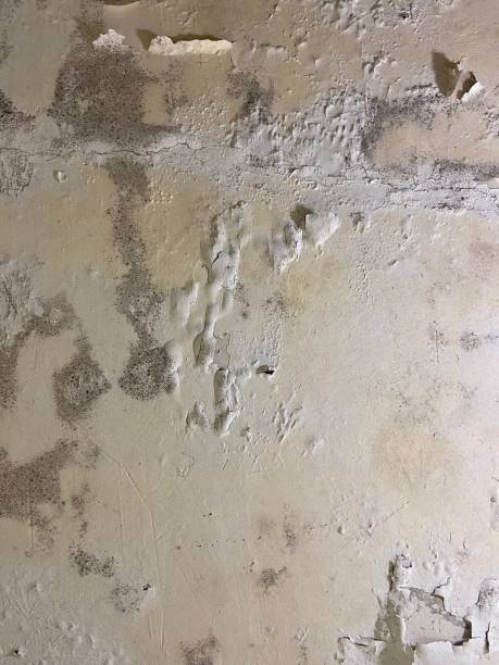 Best Mold Inspection  in Naples, UT