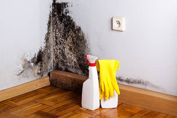 Best Same-Day Mold Removal  in Naples, UT