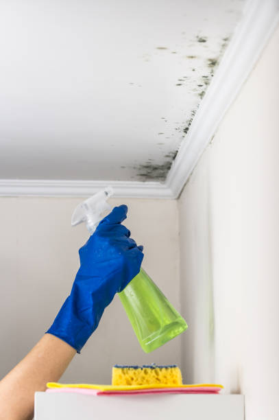 Best Mold Damage Repair  in Naples, UT